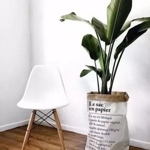 用纸袋装植物 宅在家就能拍出时尚大片