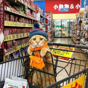 爱逛超市的橘猫走红网络 画风认真乖巧萌翻网友